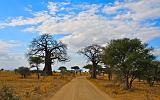 TANZANIA - Tarangire National Park - 06